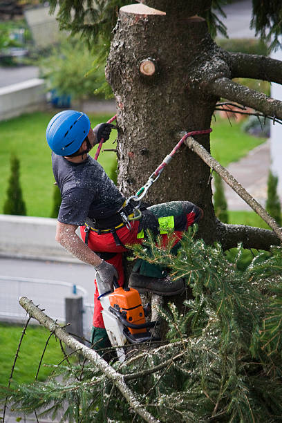 Best Utility Line Clearance  in Coarsegold, CA